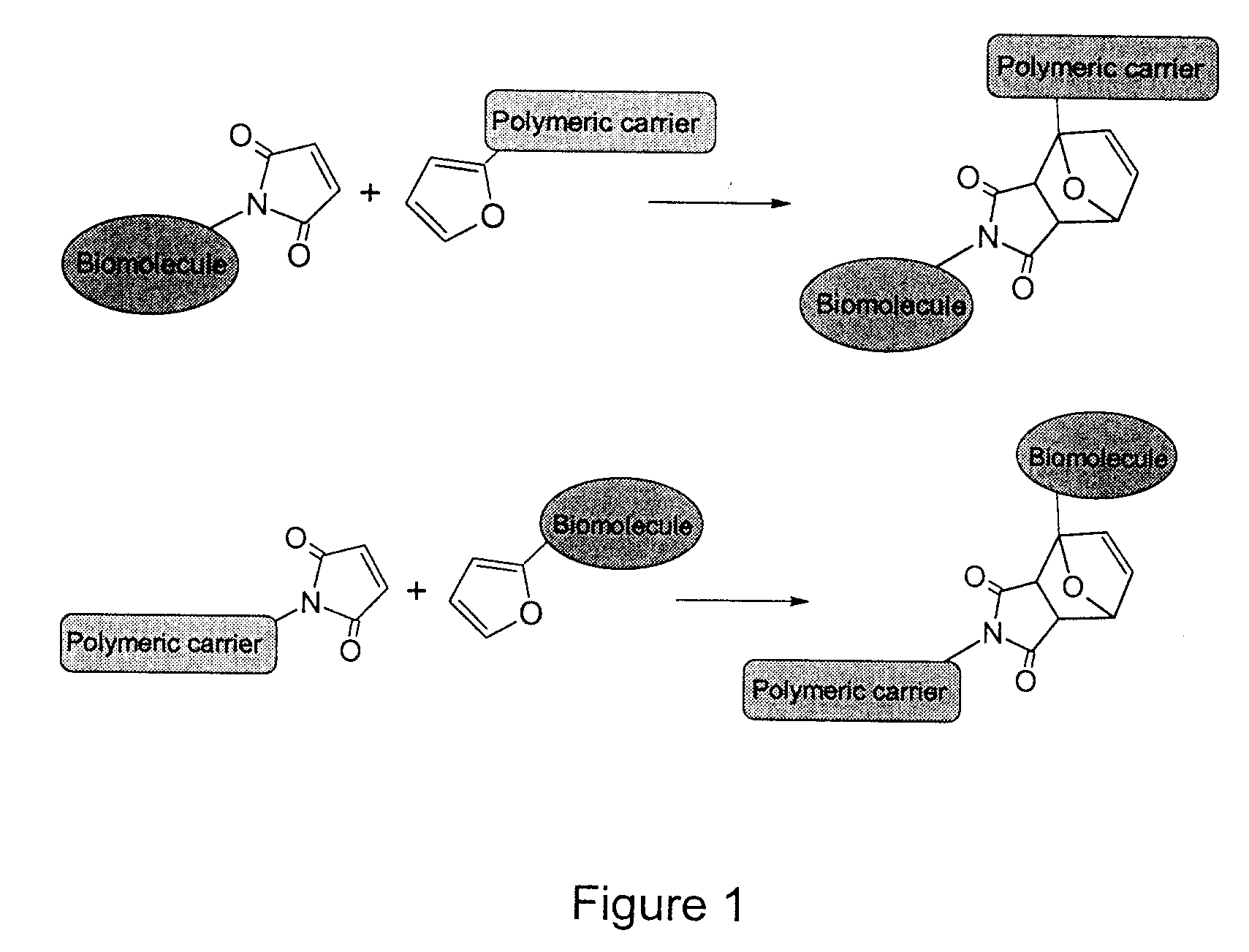 Method of Biomolecule Immobilization On Polymers Using Click-Type Chemistry