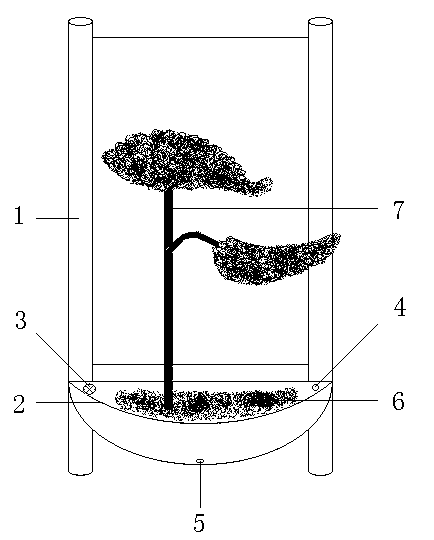Method for cultivating cypress bonsai