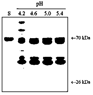 Method for extracting gamma-livetin (IgY) from yolk