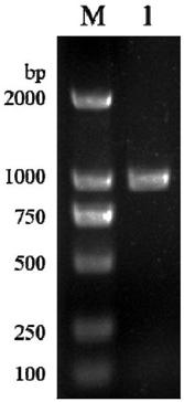 Acinetobacter Y-3L-asparaginase gene as well as expression and application thereof