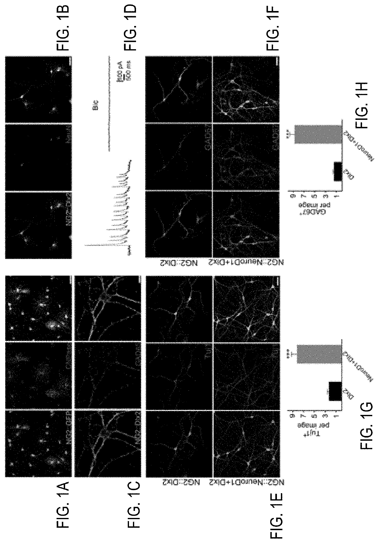 Generating GABAergic neurons in brains