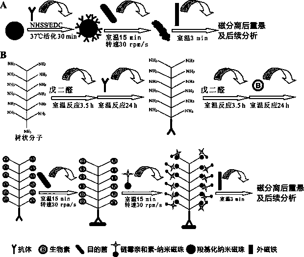 Method for separating staphylococcus aureus (SA)