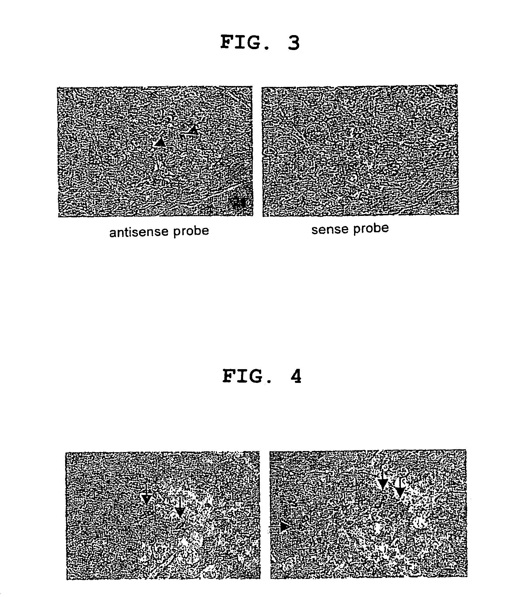 Screening method for prokinetic agent