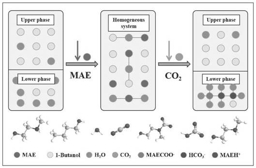 Liquid-liquid phase change absorbent for capturing carbon dioxide