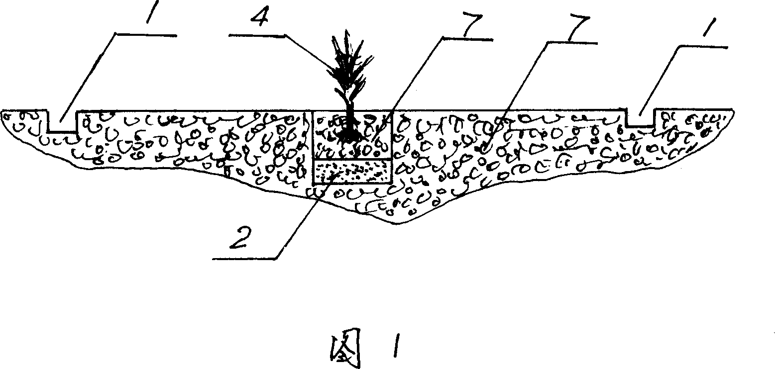 Ridge shallow-growing root-limiting cultivating method of vine