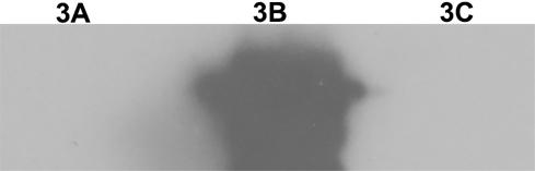 Kit for quantitatively detecting non-structural protein residues in foot-and-mouth disease inactivated antigen and application thereof