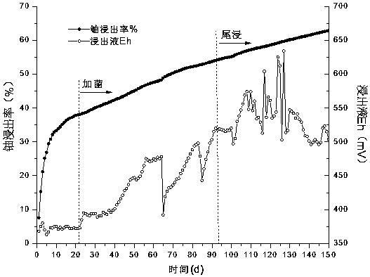 A method for bacteria leaching uranium from carbon-silicon mudstone-type uranium ore