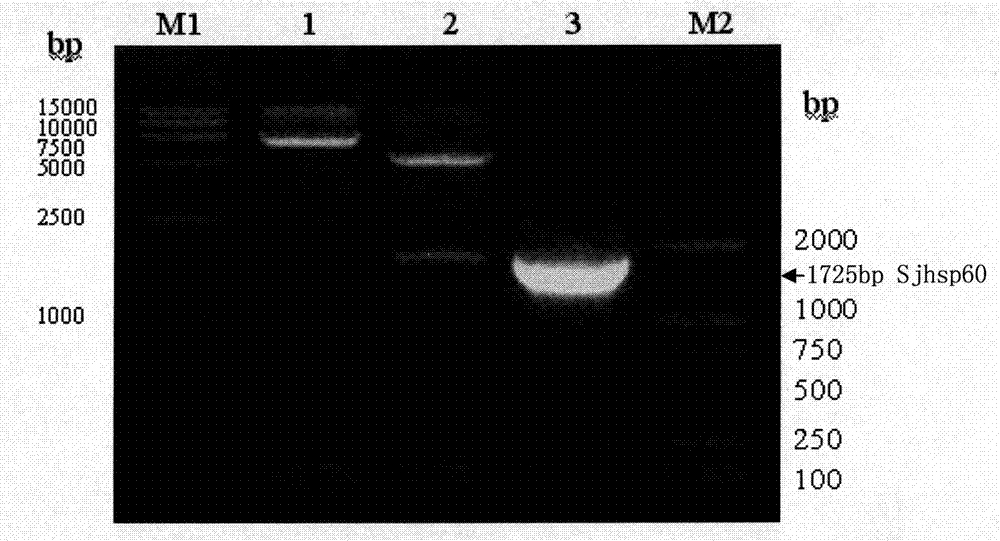 Recombinant expression carrier containing schistosoma japonicum gene and application thereof