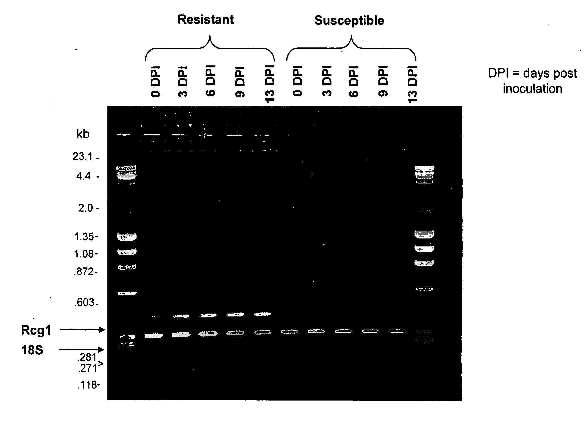 Polynucleotides and methods for making plants resistant to fungal pathogens
