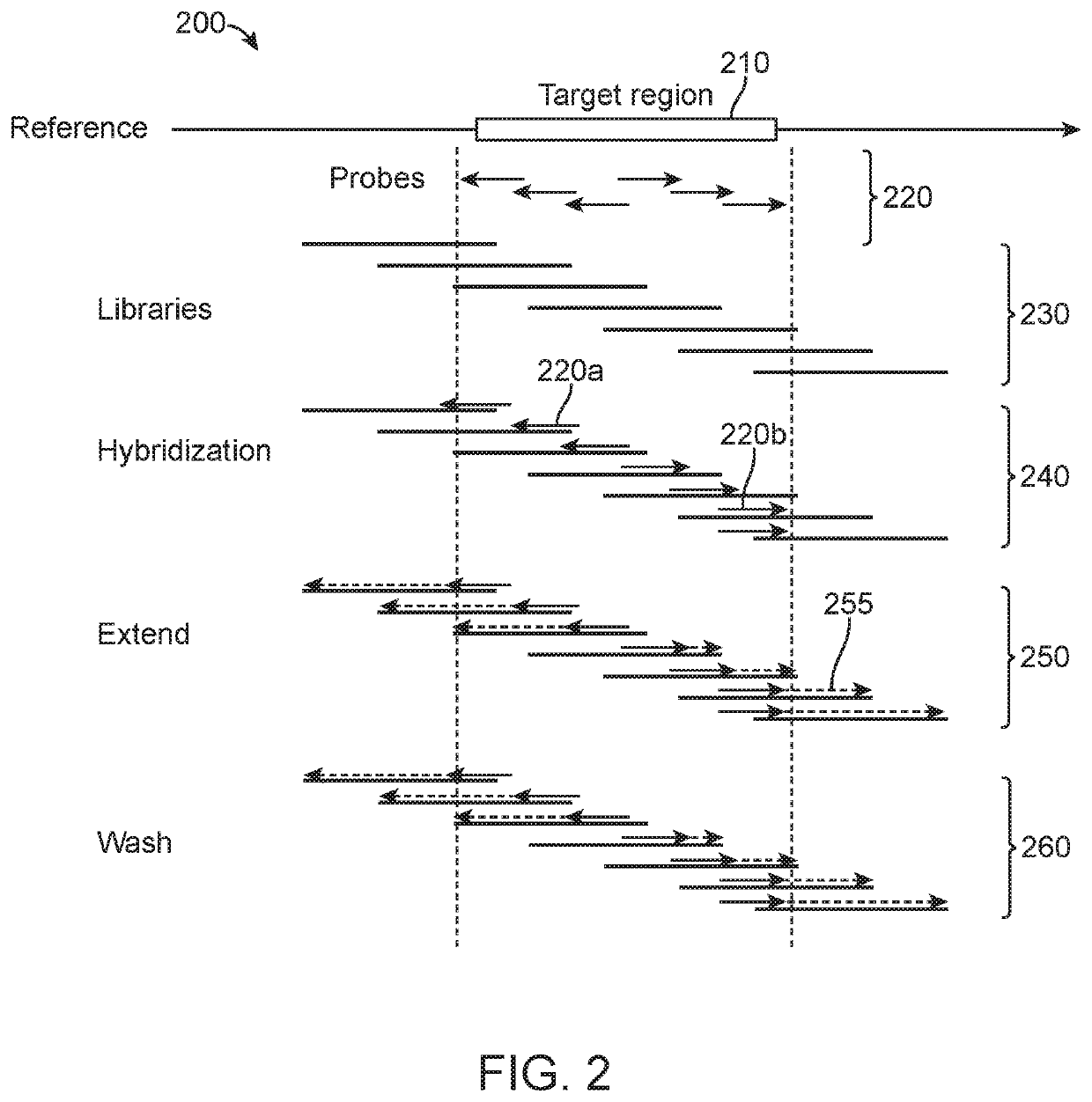 Higher target capture efficiency using probe extension