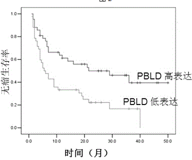 PBLD gene expression primer for primary hepatoma treatment scheme selection and/or prognosis assessment, and application thereof