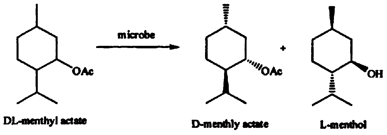 Bacillus subtilis and method of using same to prepare L-menthol