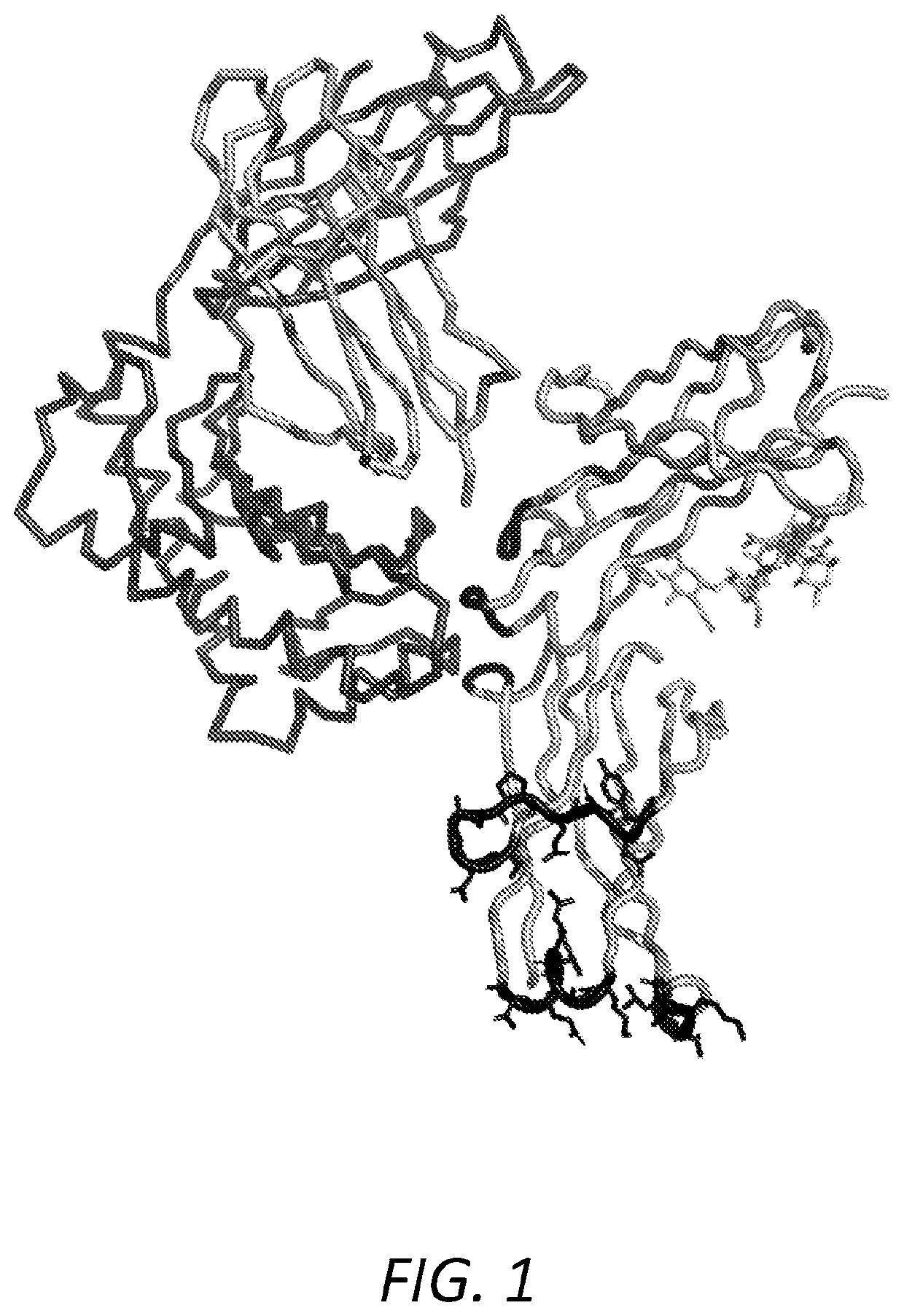 Ch3 domain epitope tags