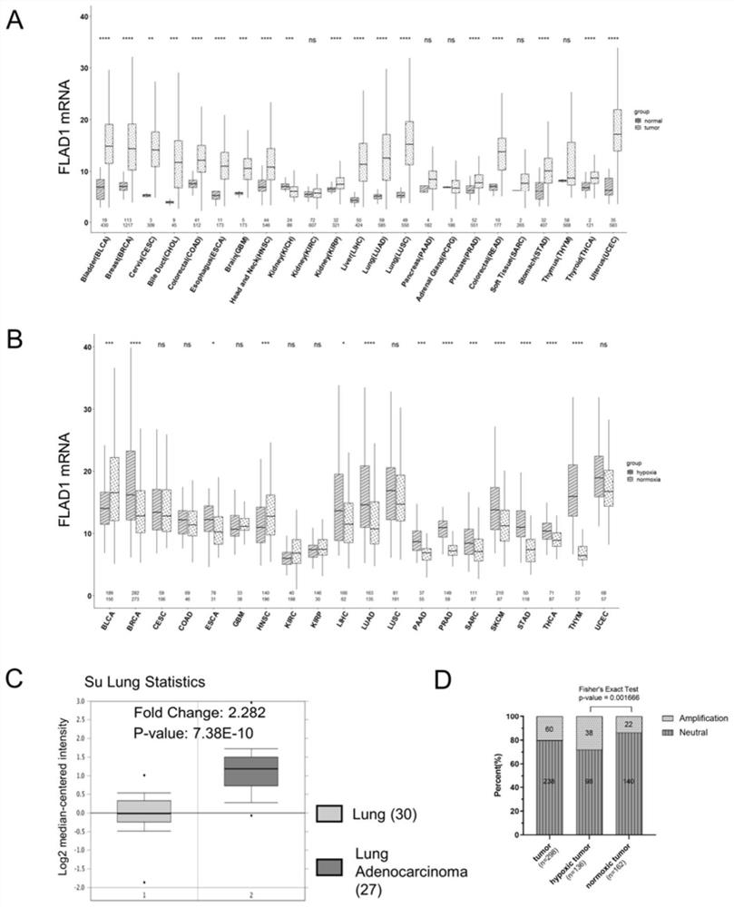 Tumor treatment target adaptive to hypoxia or hypoxia microenvironment and application thereof