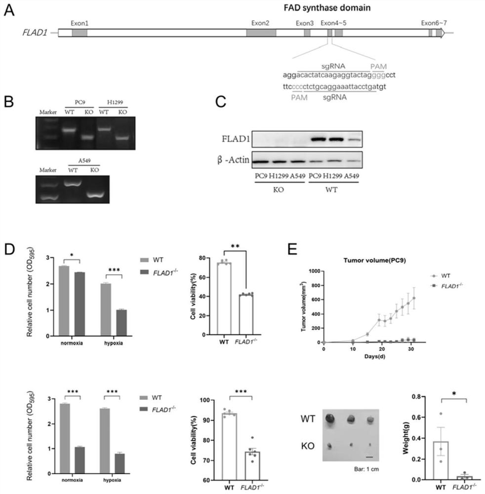 Tumor treatment target adaptive to hypoxia or hypoxia microenvironment and application thereof