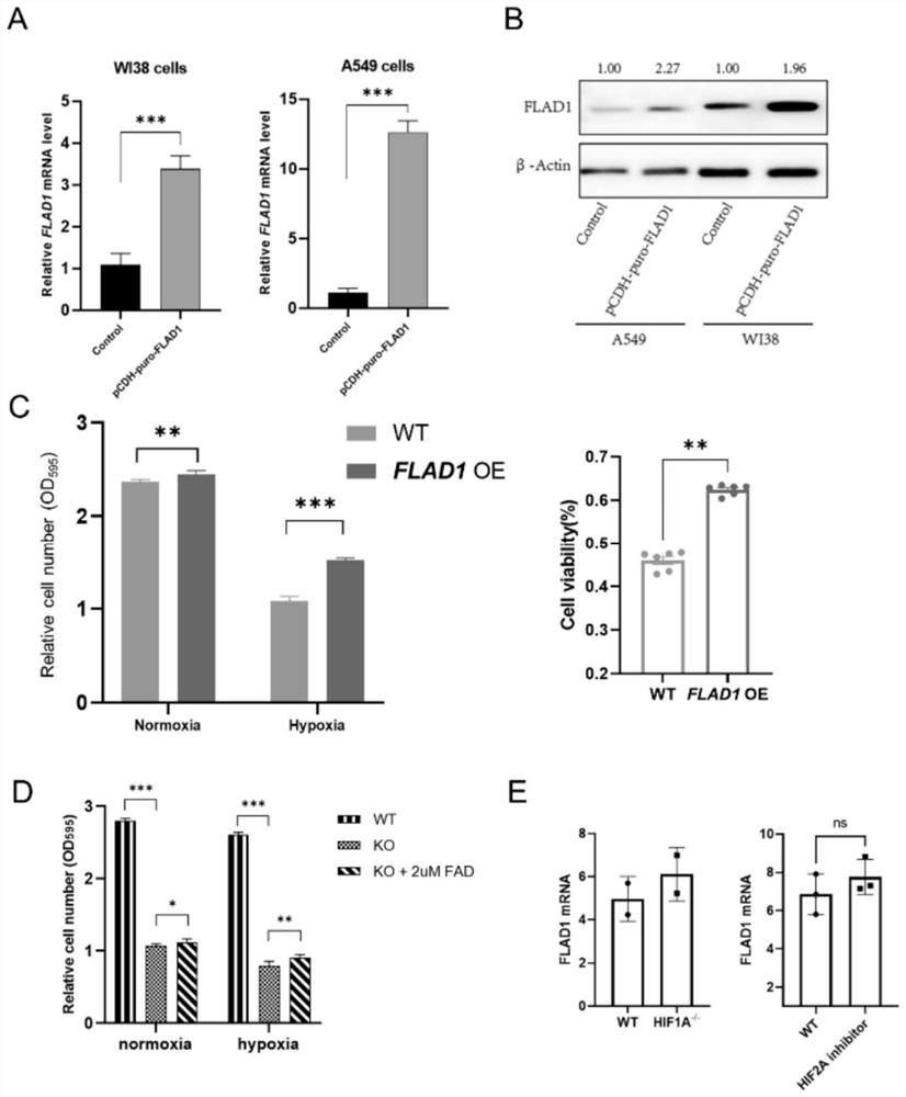 Tumor treatment target adaptive to hypoxia or hypoxia microenvironment and application thereof