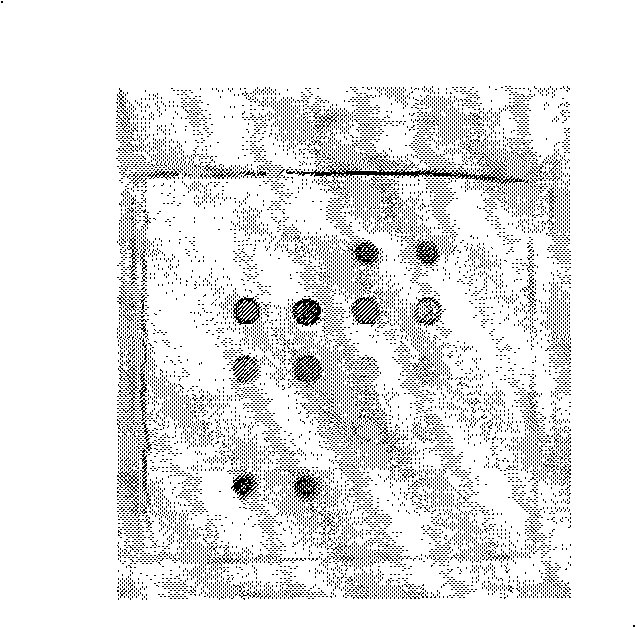 Gene chip for detecting horse infective virus, preparation, detecting method and reagent kit
