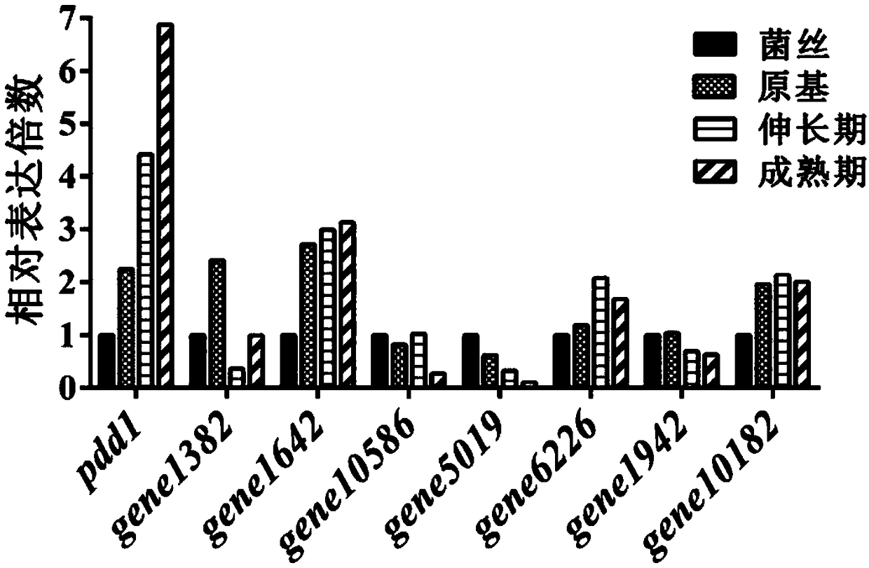 Transcription factor PDD1 for regulating development of fruiting body of flammulina velutipes and coding gene and application thereof