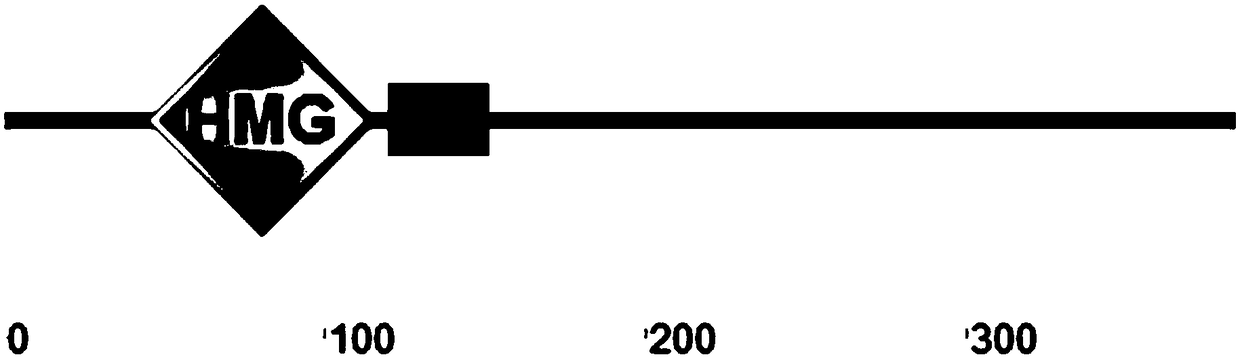 Transcription factor PDD1 for regulating development of fruiting body of flammulina velutipes and coding gene and application thereof