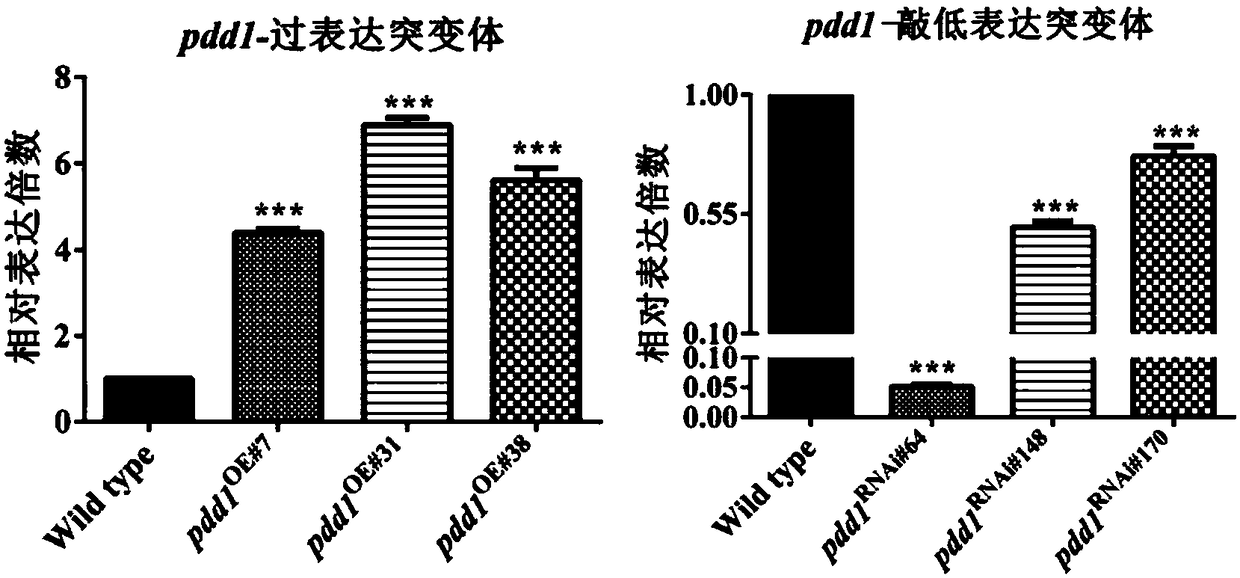 Transcription factor PDD1 for regulating development of fruiting body of flammulina velutipes and coding gene and application thereof