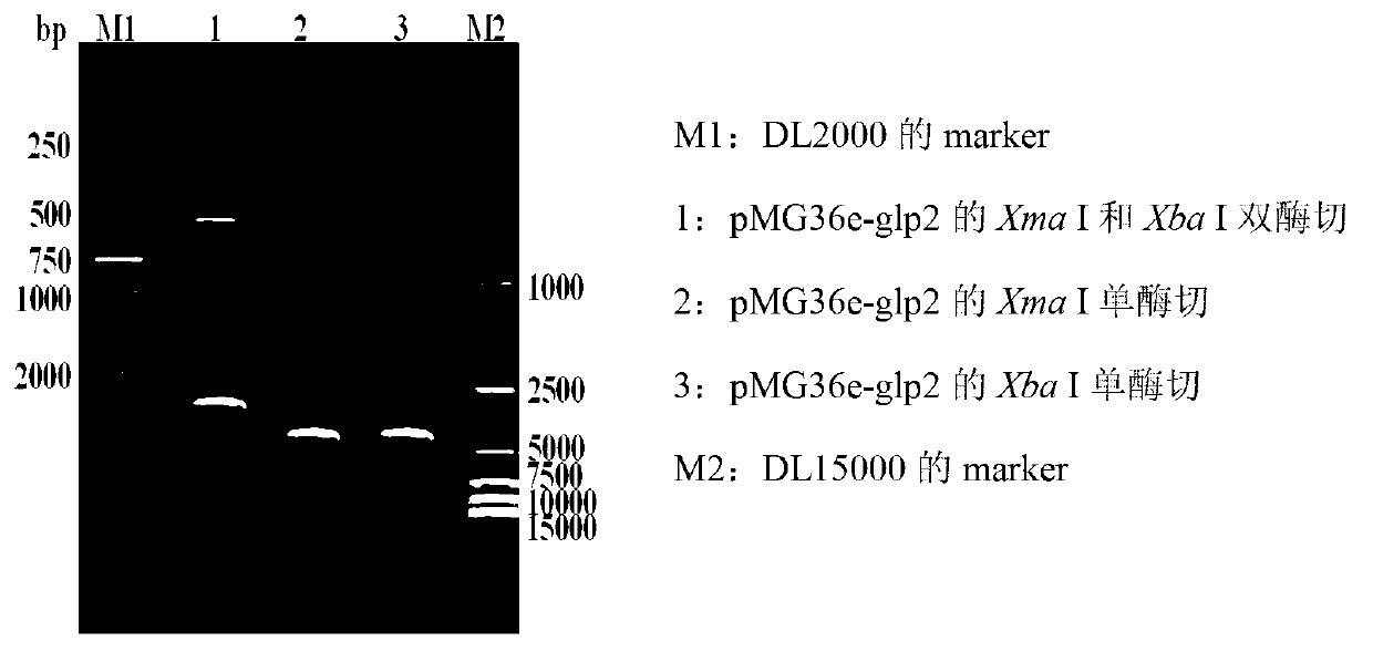 Construction method and application of recombinant lactobacillus acidophilus for expressing glucagon-like peptide-2