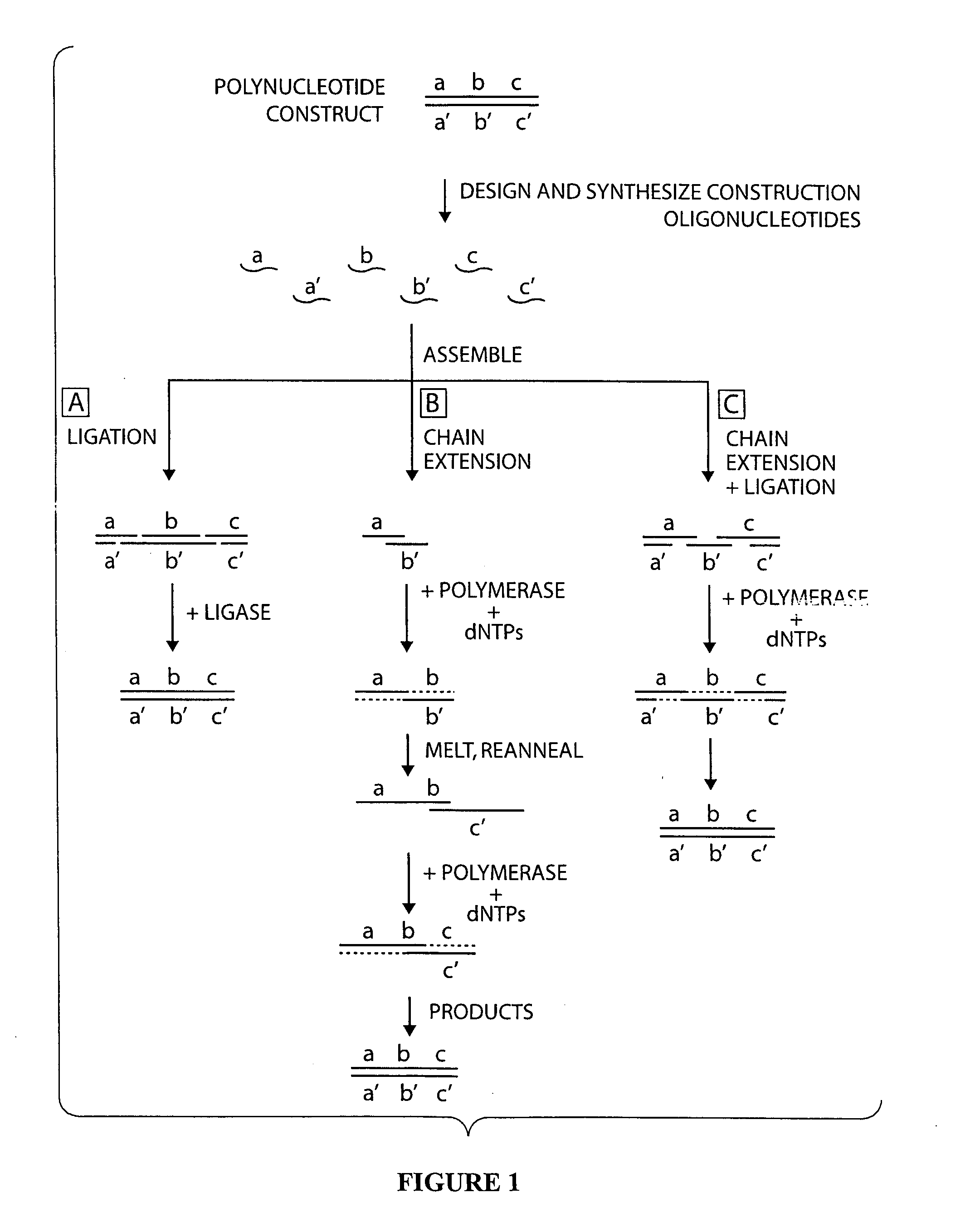 Compositions and methods for protein design