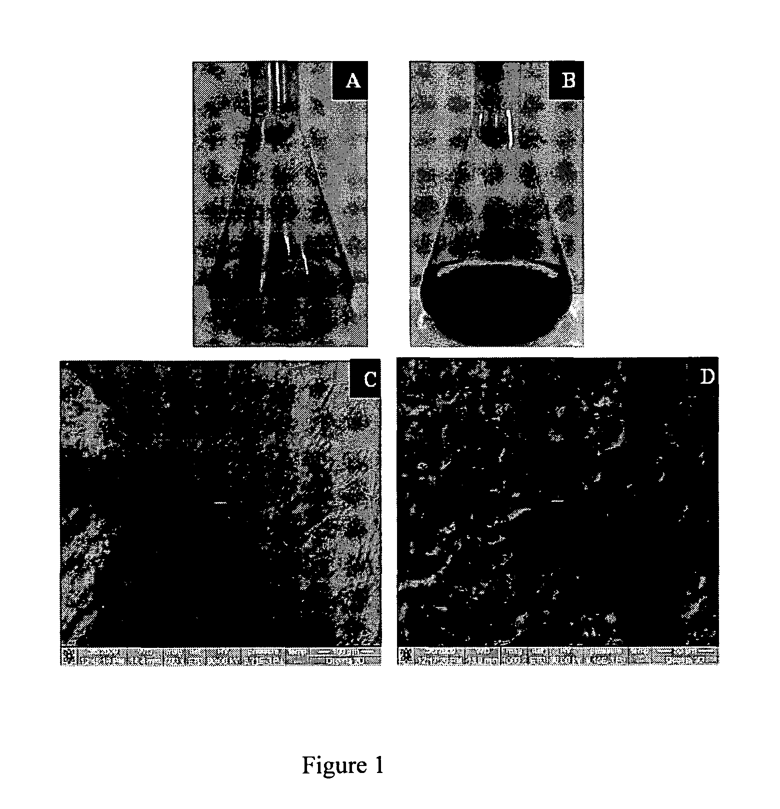DNA loaded supported gold nanoparticles, process for the preparation and use thereof