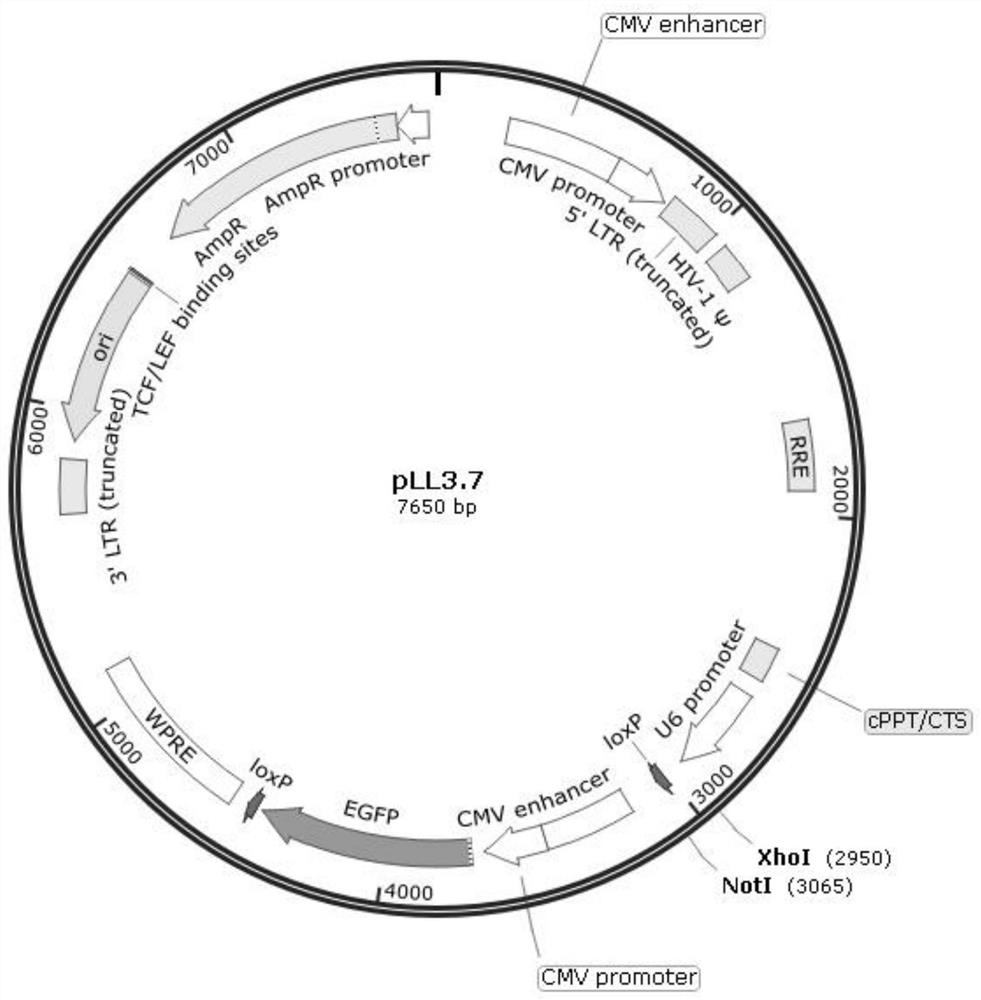 RNA (Ribonucleic Acid) interference fragment of donkey Zfy gene, expression vector and application of RNA interference fragment