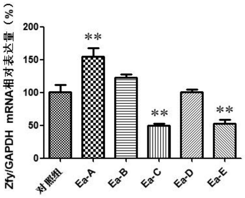 RNA (Ribonucleic Acid) interference fragment of donkey Zfy gene, expression vector and application of RNA interference fragment