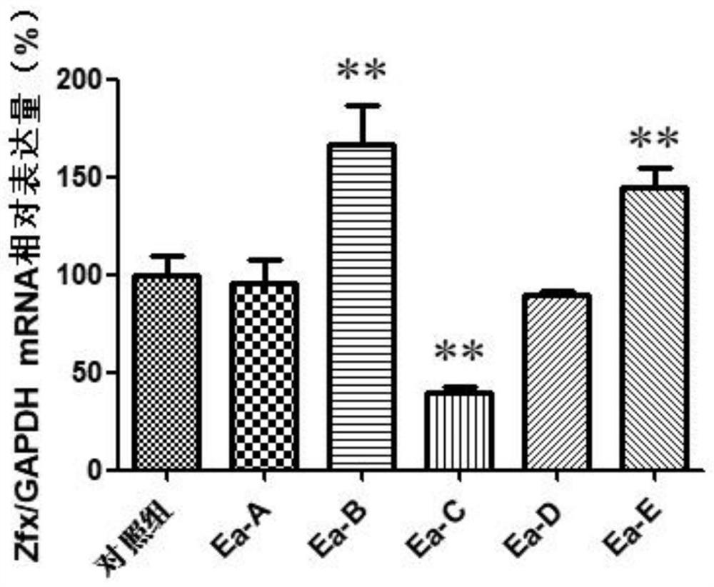 RNA (Ribonucleic Acid) interference fragment of donkey Zfy gene, expression vector and application of RNA interference fragment