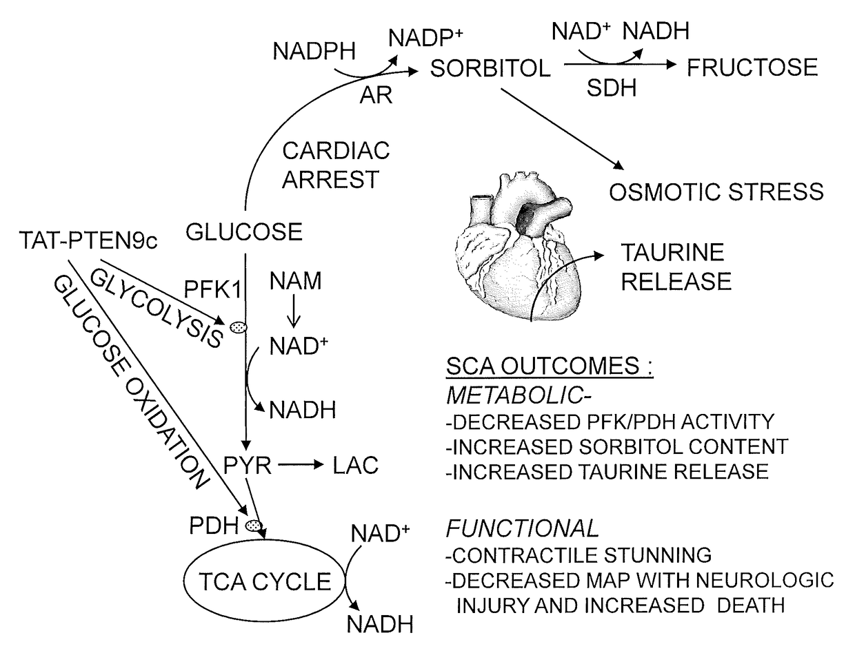 Peptides and Method for Treatment of Cardiac Arrest