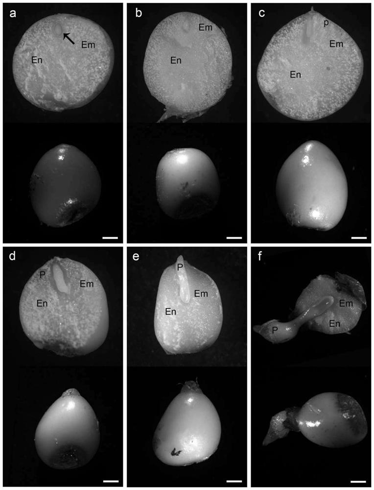 Method for rapidly germinating of paris polyphylla seeds
