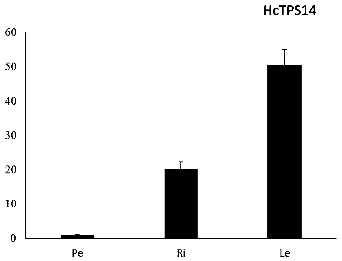 Hedychium coronarium sesquiterpene synthetase gene HcTPS14 and application thereof