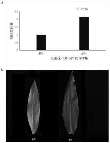 Hedychium coronarium sesquiterpene synthetase gene HcTPS14 and application thereof