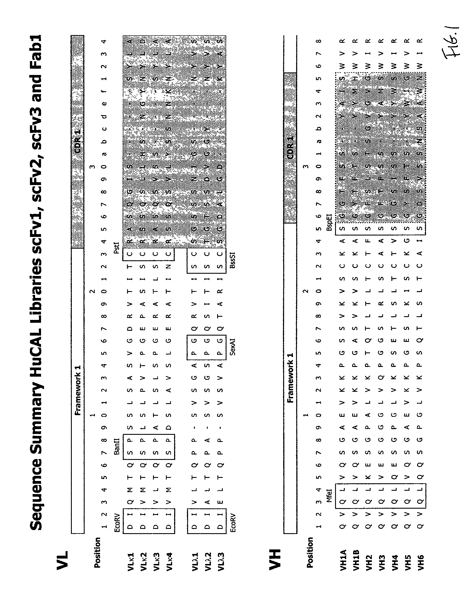 Human TIMP-1 antibodies