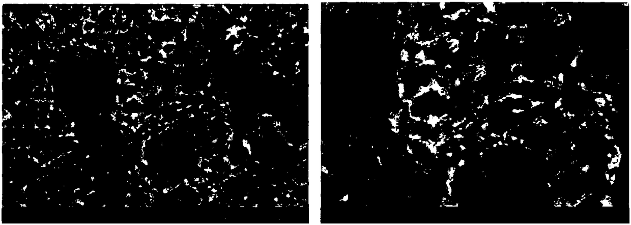 A kind of freeze-drying preparation method of dispersion strengthened tungsten powder