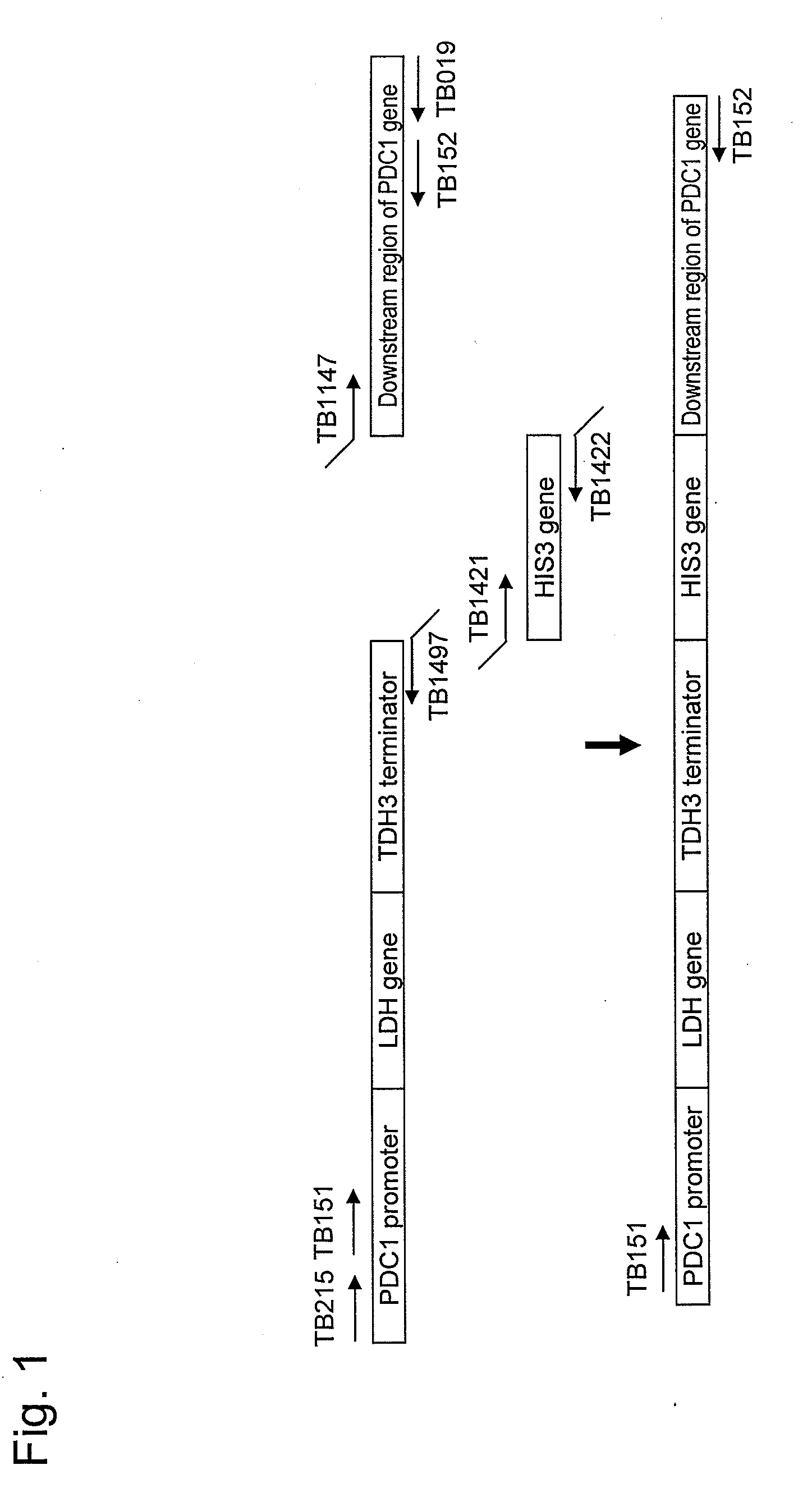 Yeast mutant and substance production method using the same