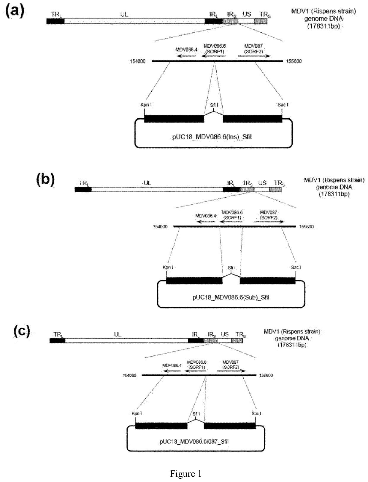 Recombinant viruses and the uses thereof