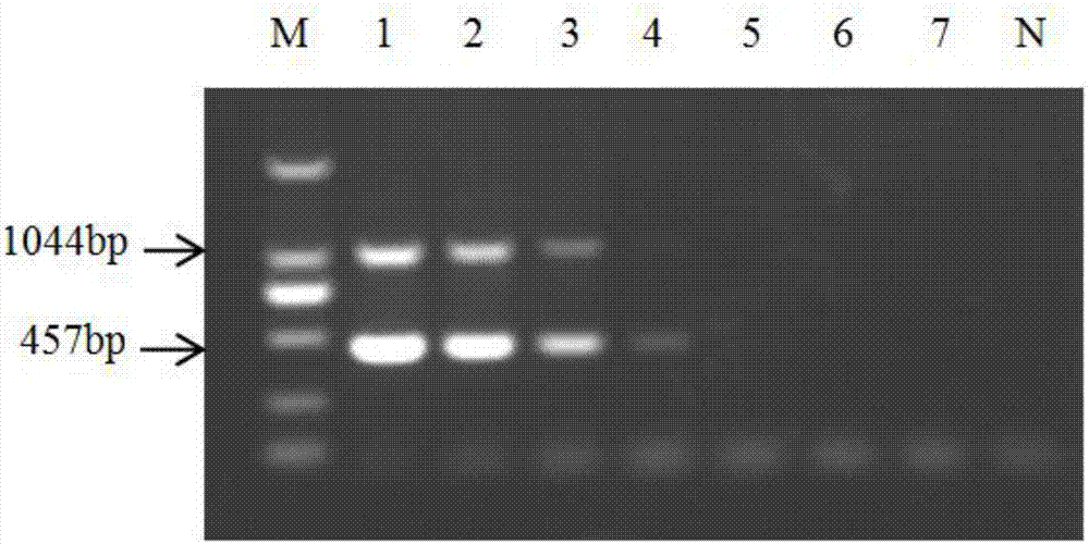 Primer for simultaneously detecting pasteurellamultocida and capsular A type dual real-time fluorescentquantitative PCR method of pasteurellamultocida and application