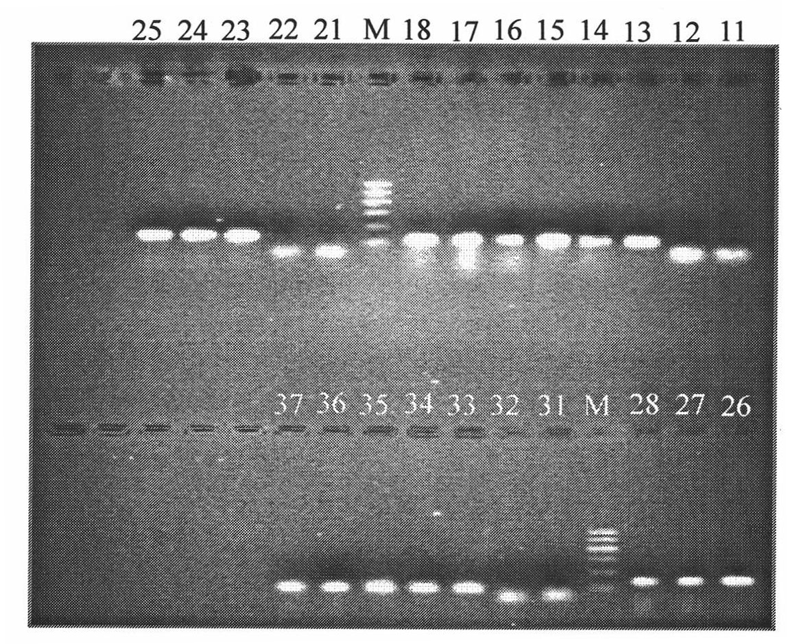 Method for detecting pathogenic bacteria columnar flavobacterium of alepidote fish and detection kit