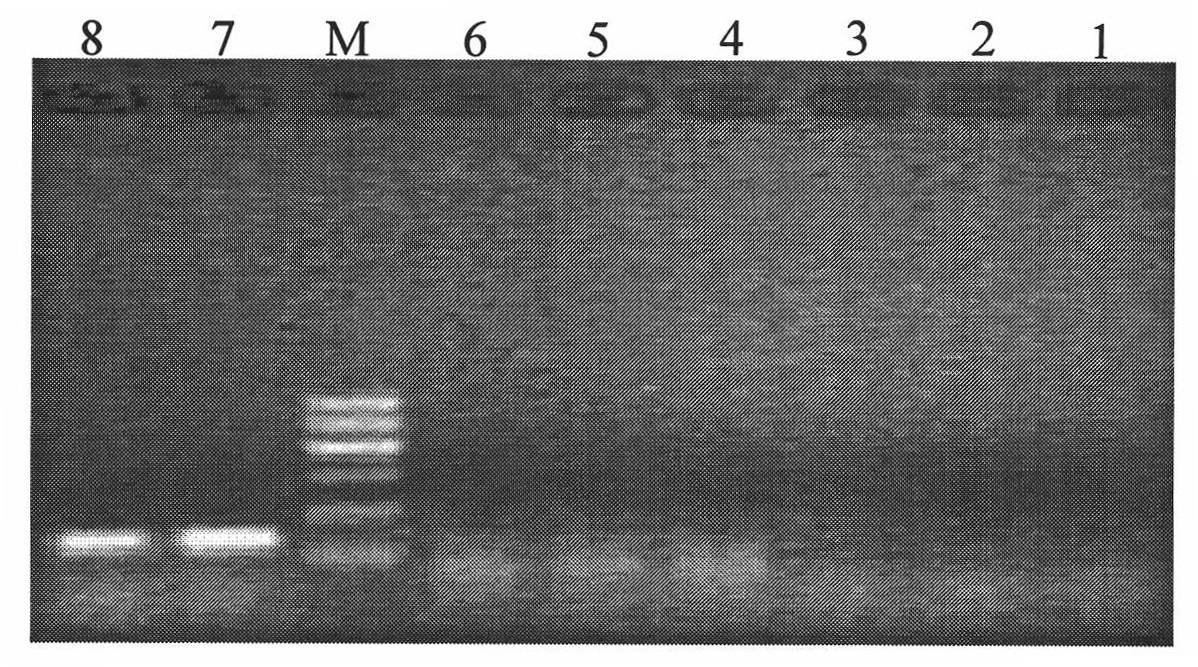 Method for detecting pathogenic bacteria columnar flavobacterium of alepidote fish and detection kit