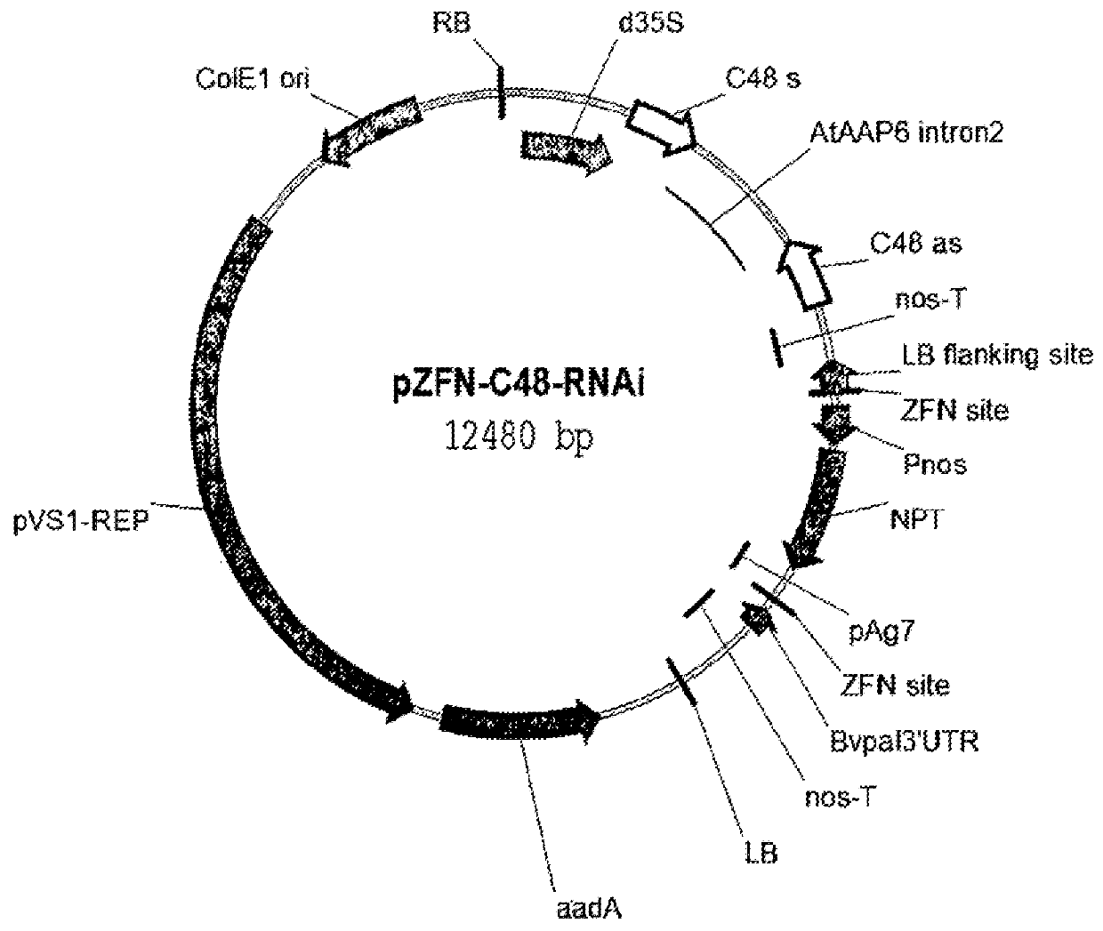 Rhizomania-resistant gene