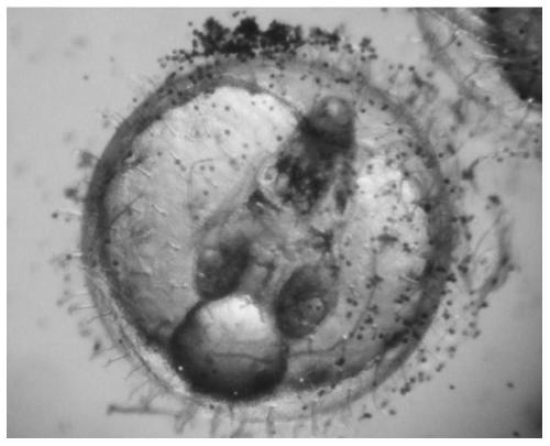 Oryzias melastigma fertilized egg hatching method