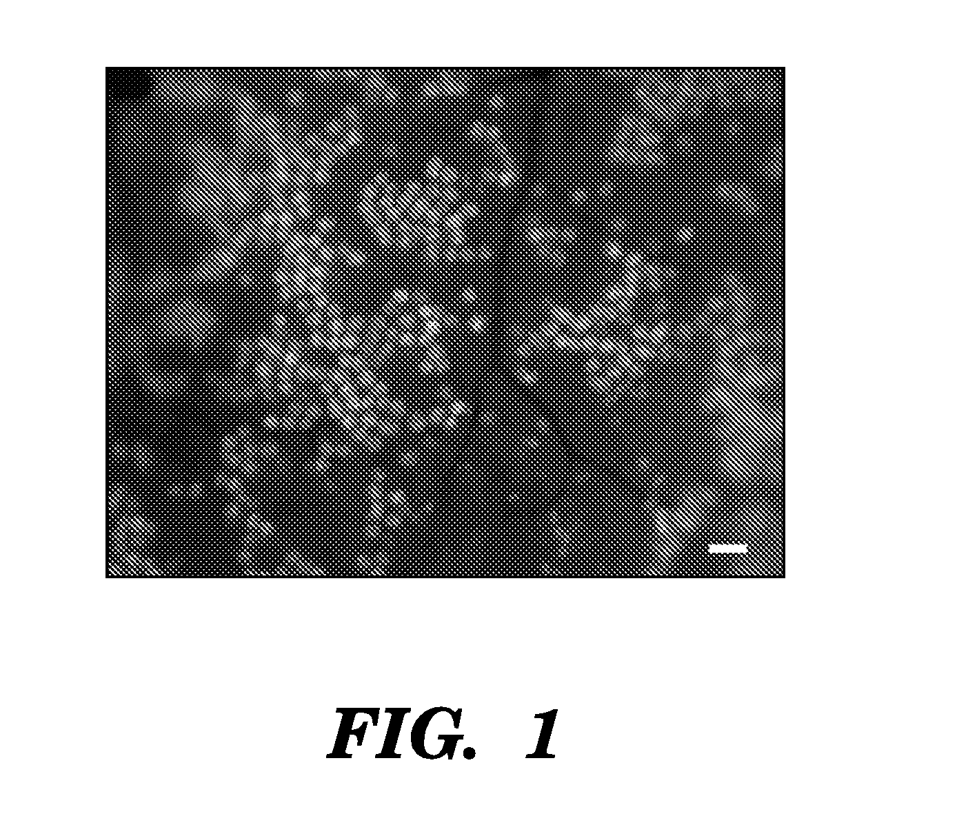 Compositions And Methods For Epithelial Stem Cell Expansion And Culture