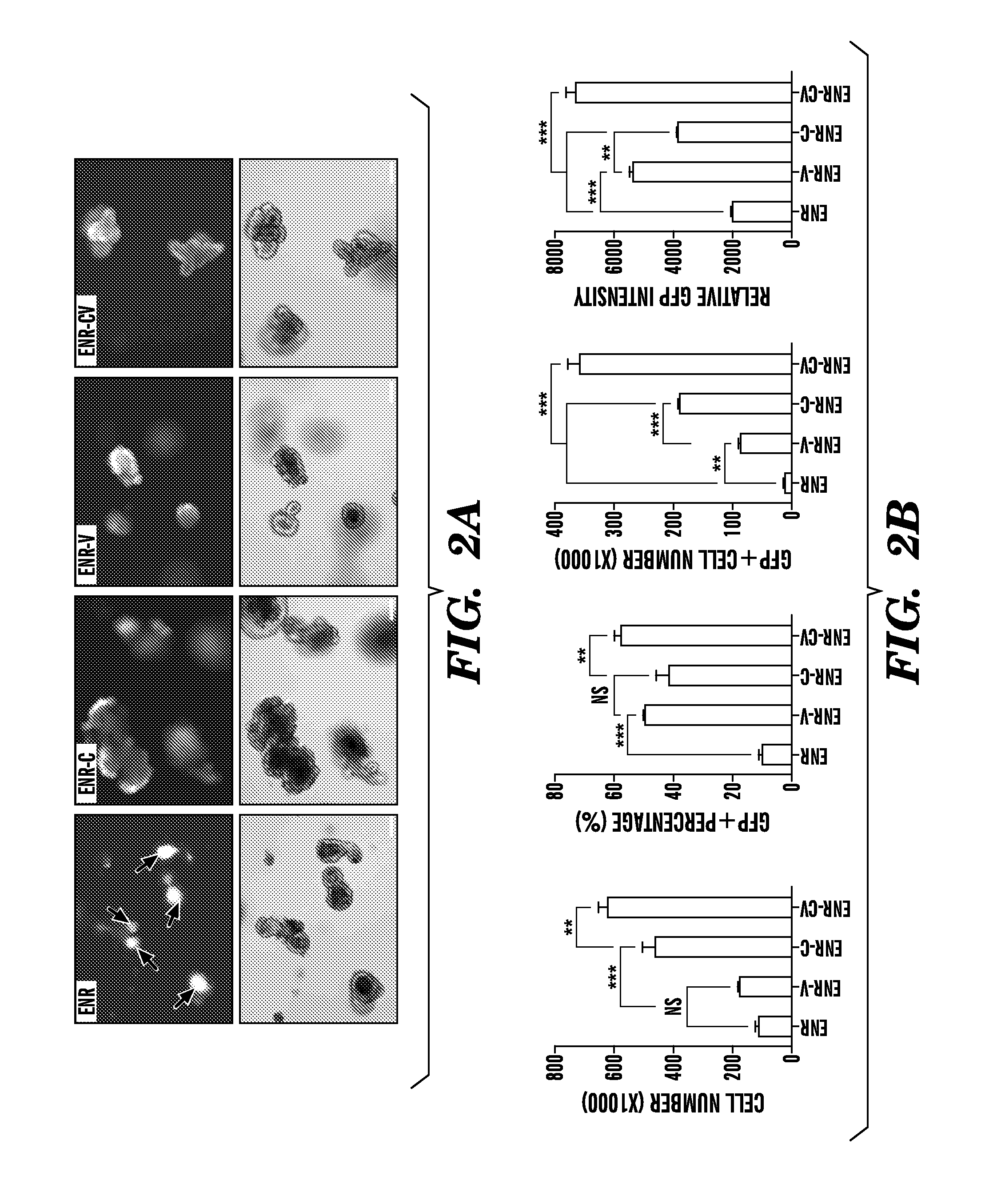Compositions And Methods For Epithelial Stem Cell Expansion And Culture