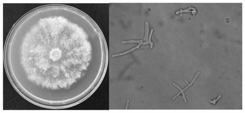 Albicans ll210 and its application, biocontrol agent