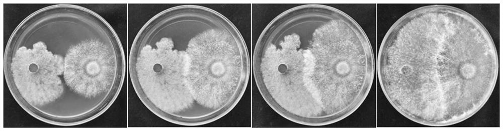 Albicans ll210 and its application, biocontrol agent