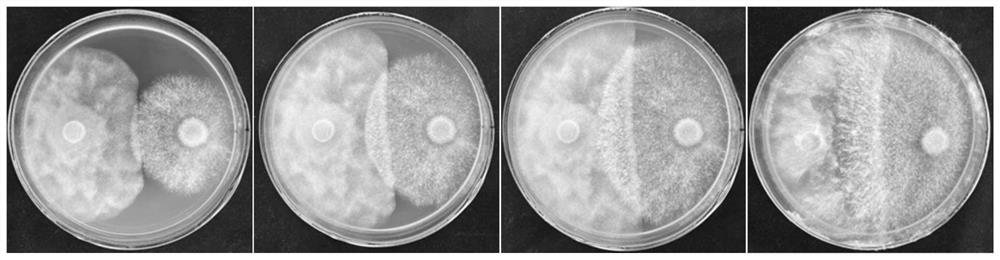 Albicans ll210 and its application, biocontrol agent