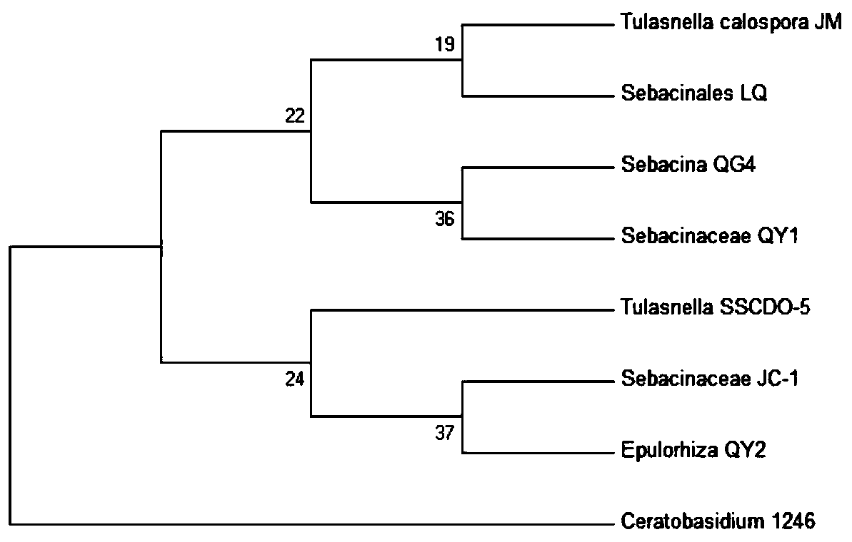 Sebacinales sp. LQcapable of promoting germination of seeds of medicinal Dendrobium officinale andDendrobium flexicauleto form seedlings and application thereof