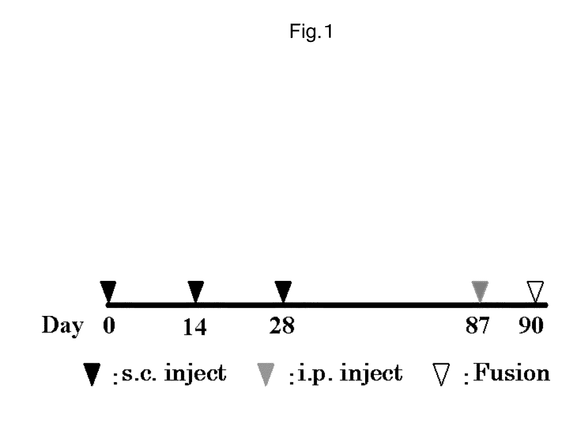 Antibody against mutant alpha-actinin-4